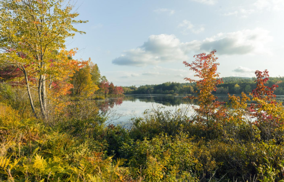 LEAF PEEPING SEASON