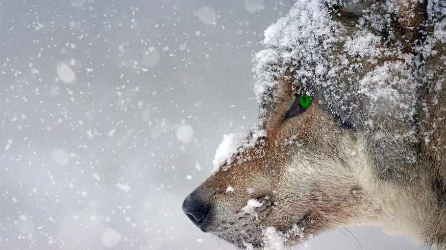 12 Things About Snow That You May Not Know